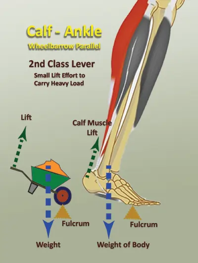 Diagram and schematics showing the ankle - foot structure is similar to a wheelbarrow - a 2nd class lever mechanism - a small lift effort can lift a heavy load. Utilizing the laws of physics can magnify the punching power with relatively smaller effort.