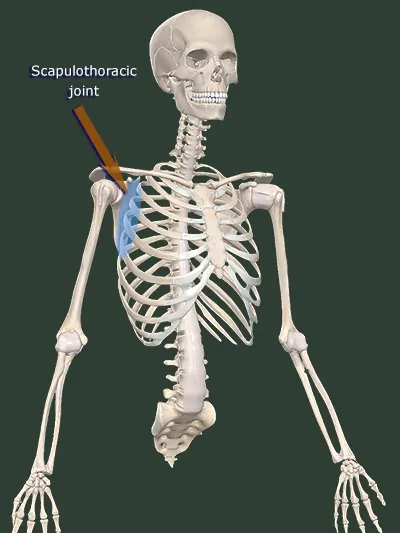 Scapulothoracic joint image